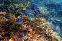 Image for article The Great Barrier Reef is threatened by heat and storms