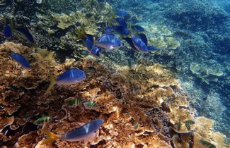 The Great Barrier Reef is threatened by heat and storms